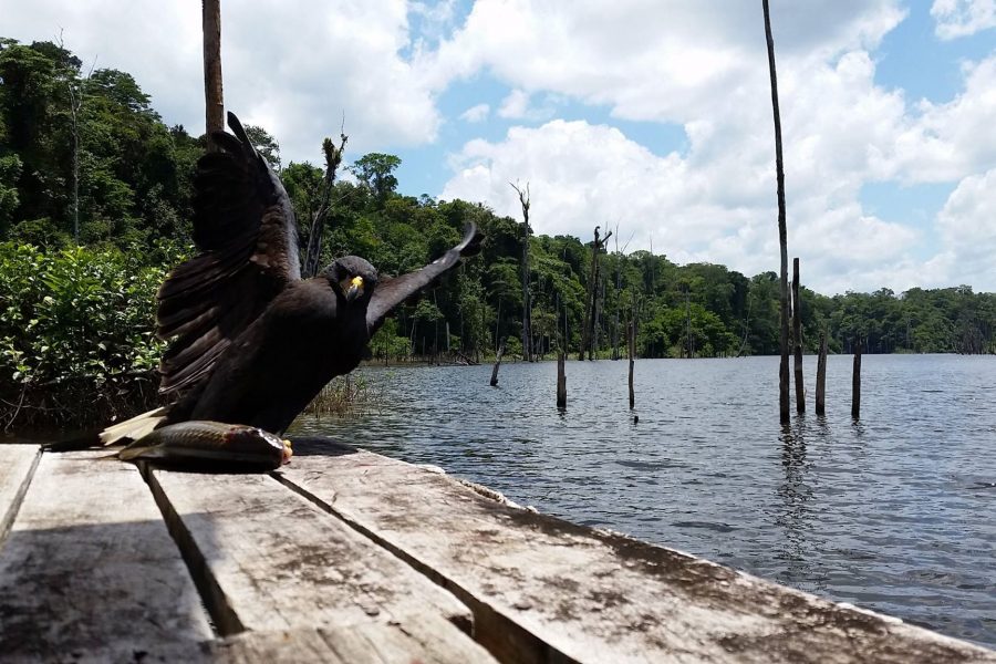 Voyage de pêche en Guyane Francaise 2016