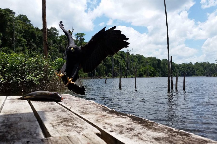 Voyage de pêche en Guyane Francaise 2016