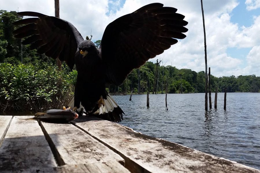 Voyage de pêche en Guyane Francaise 2016