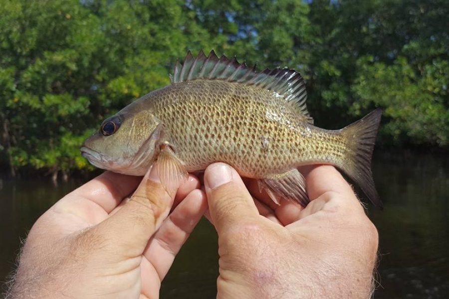 Pêche en Guadeloupe