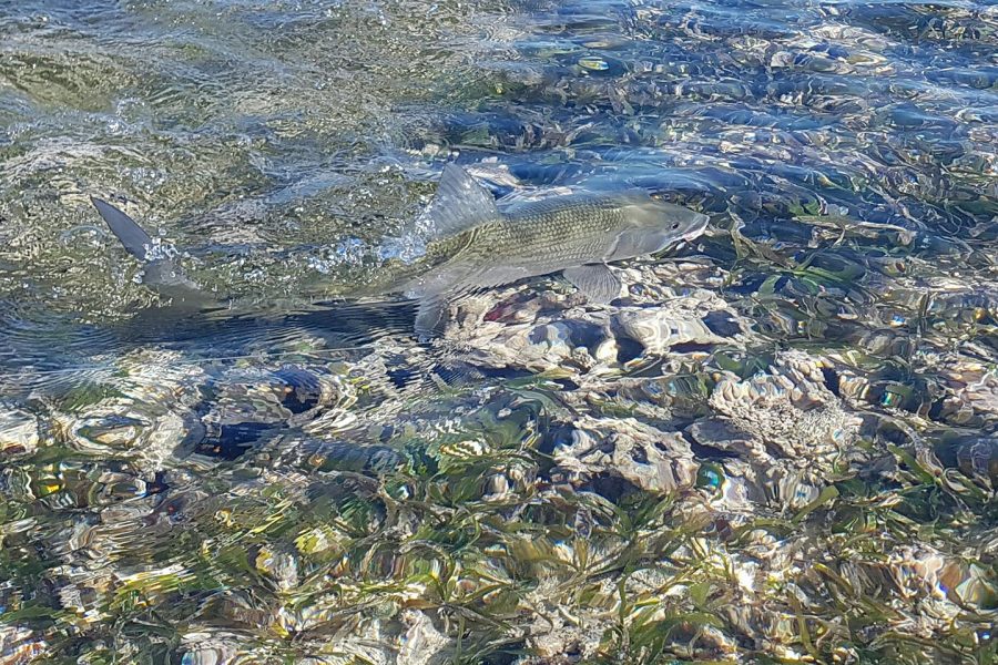 84 bougies « Bonefish time »