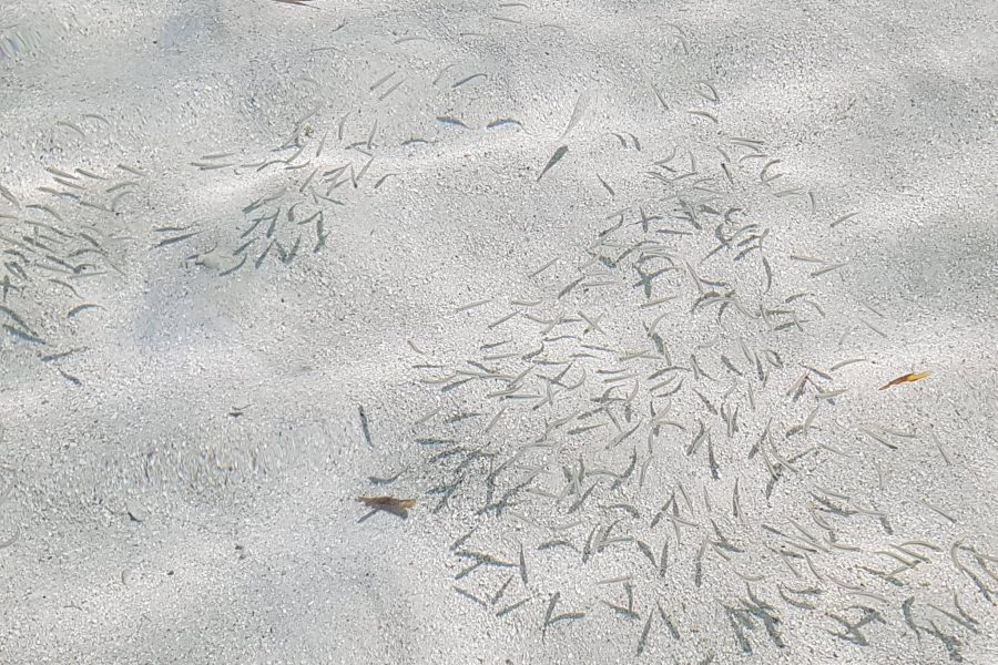 84 bougies « Bonefish time »