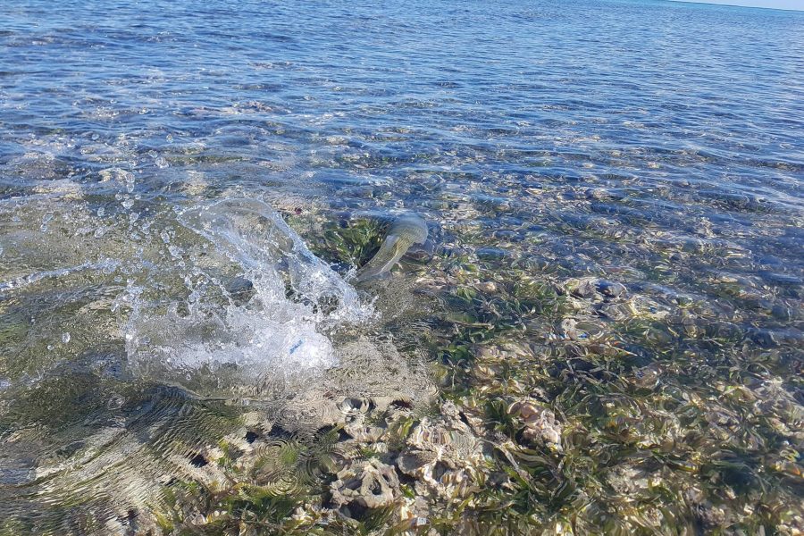 84 bougies « Bonefish time »