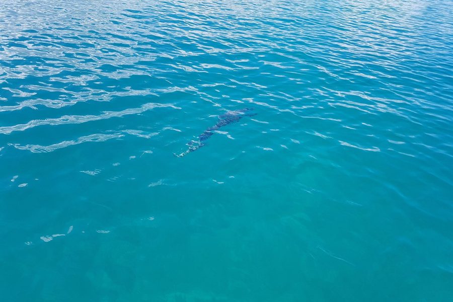 84 bougies « Bonefish time »