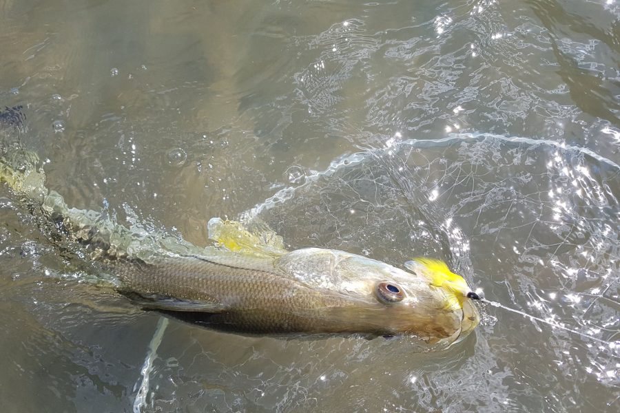 Old School Fly Fisherman