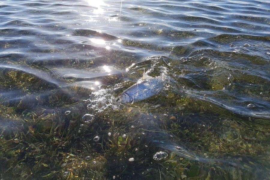 Pas besoin d’être « moucheur » pour en découdre avec un BONEFISH