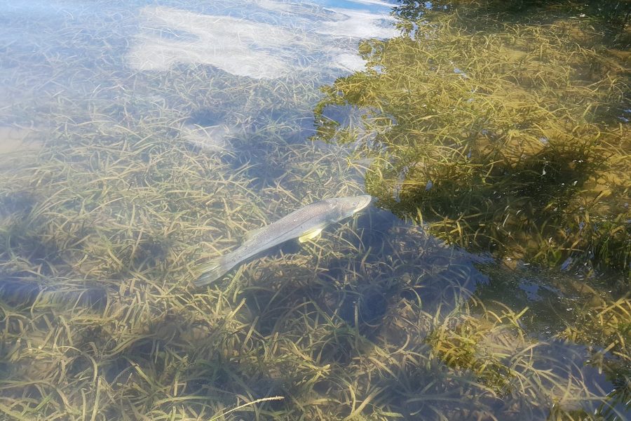 Snook en vue !!