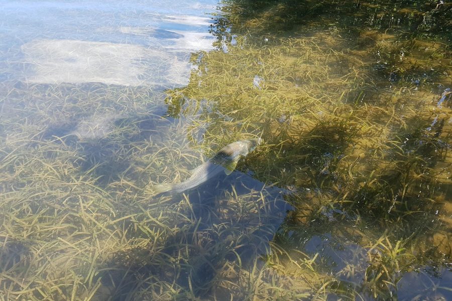 Snook en vue !!