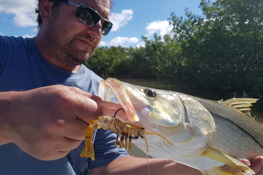 Snook en vue !!