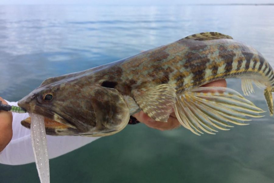 Les sorties de pêche dans le vent !