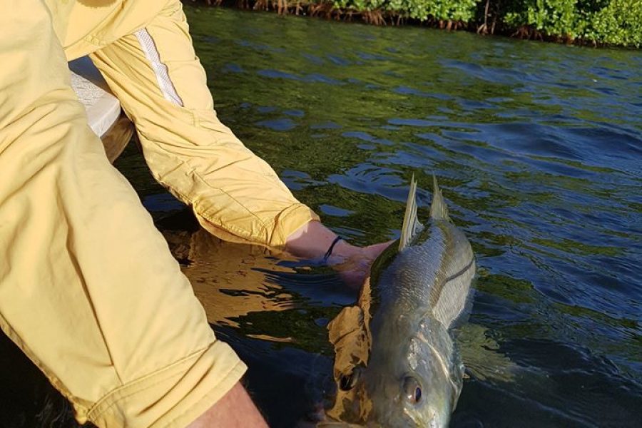 Pêche du Snook dans la mangrove