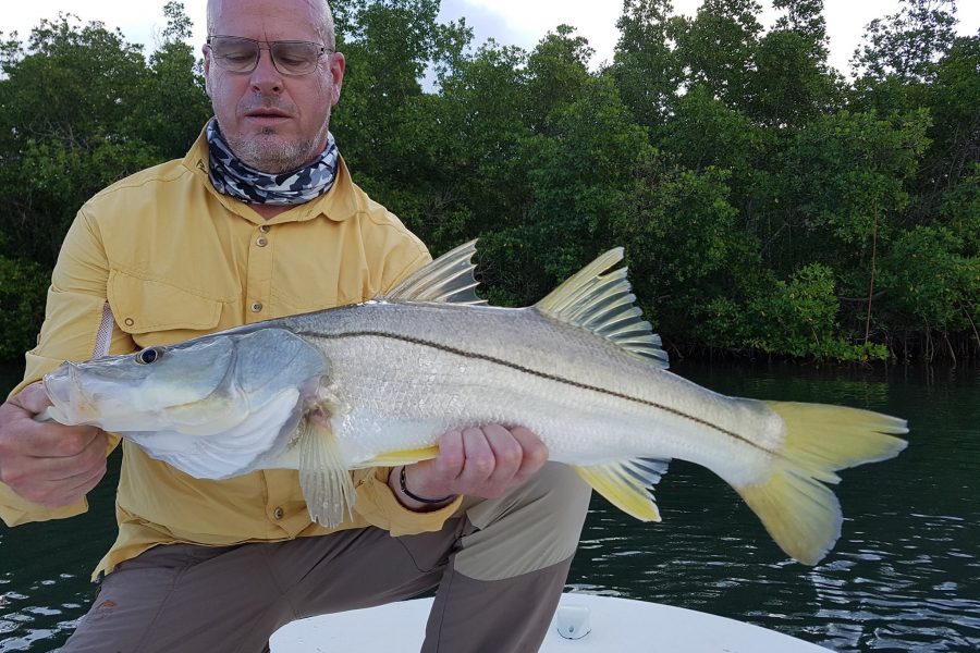 Pêche du Snook dans la mangrove