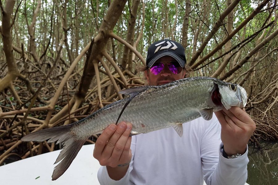 Pêche à vue des babys Tarpons entres les racines de la mangrove !!!
