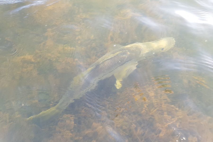 Pêche du Snook dans la mangrove