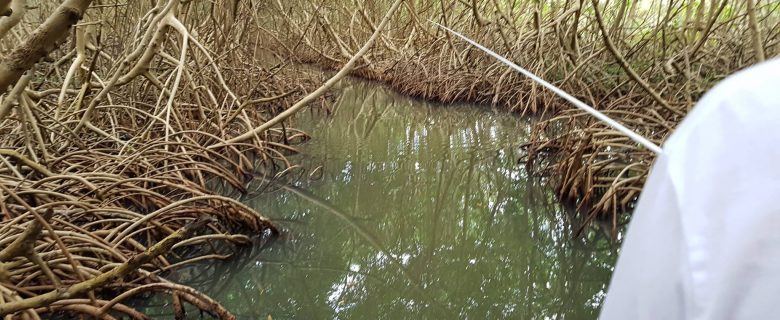 Pêche à vue des babys Tarpons entres les racines de la mangrove !!!