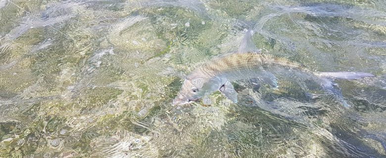 Bonefish « gras du ventre »