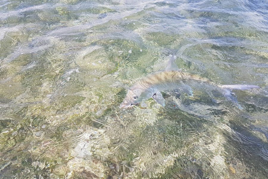 Bonefish « gras du ventre »