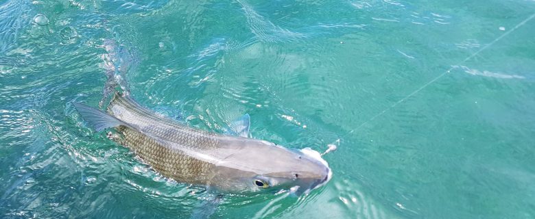 Il rêvait d’un BONEFISH