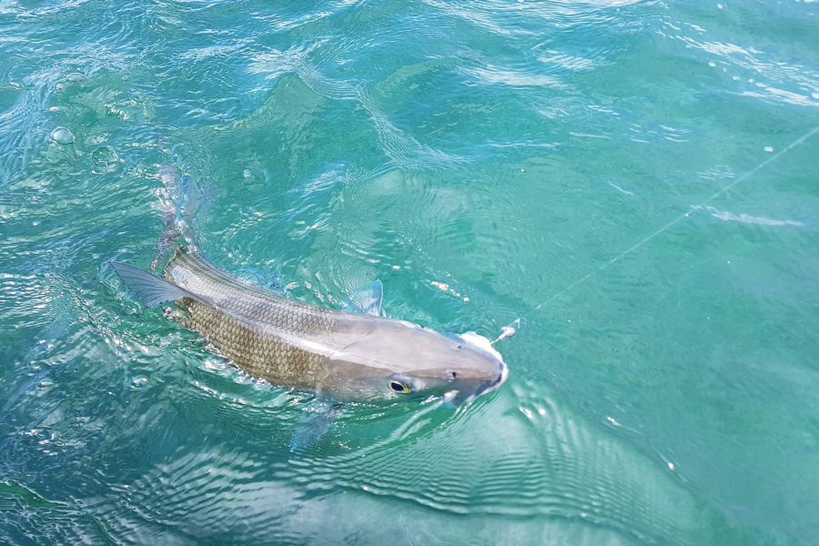 Il rêvait d’un BONEFISH