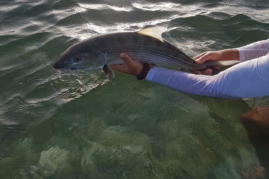 Bonefish « gras du ventre »