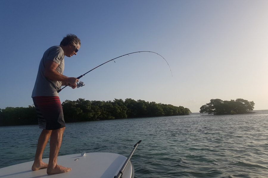 Bonefish « gras du ventre »