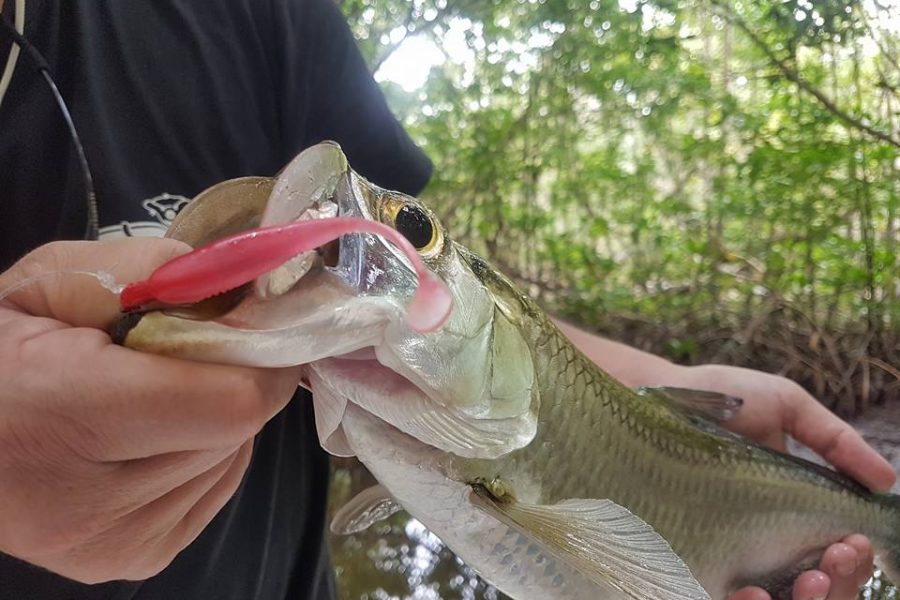 Babys Tarpons Guadeloupéens WATAFISH