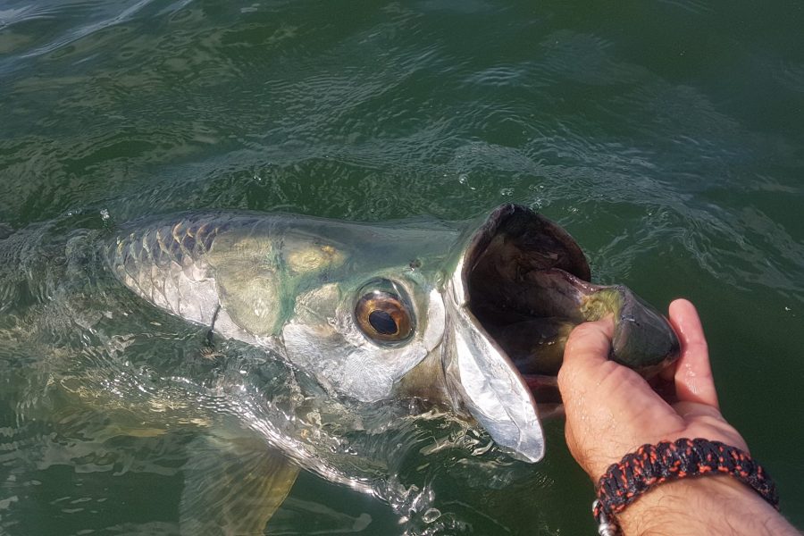 Gros Tarpon en Guadeloupe sur une canne light !