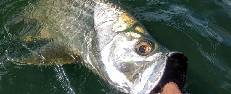 Pêche du Tarpon en Guadeloupe