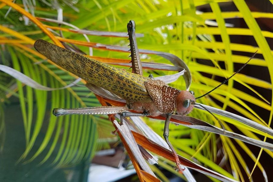 Voyage de pêche au Costa Rica