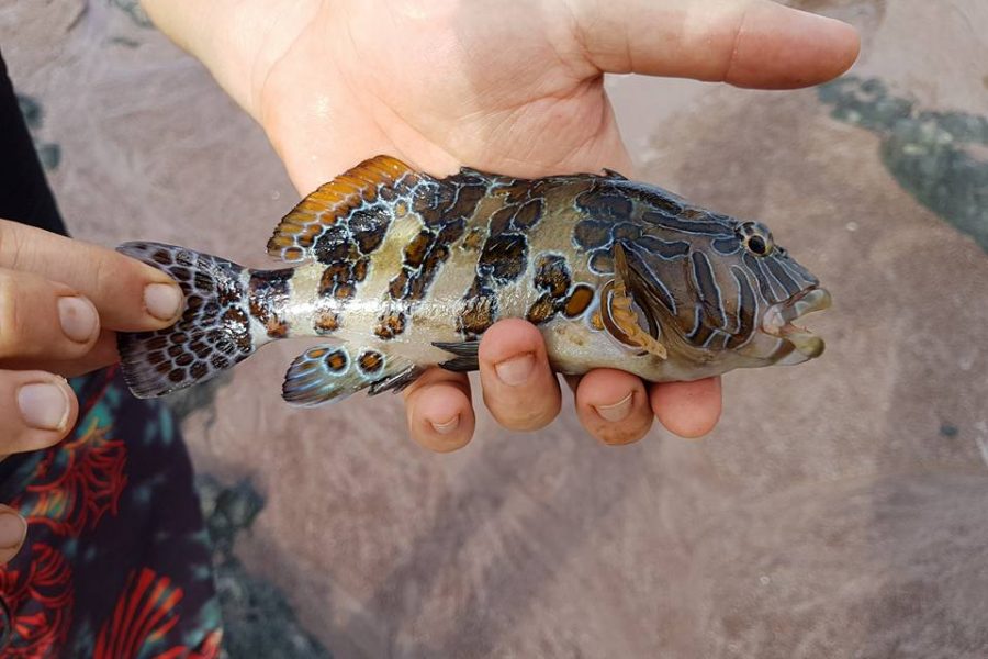 Voyage de pêche au Costa Rica