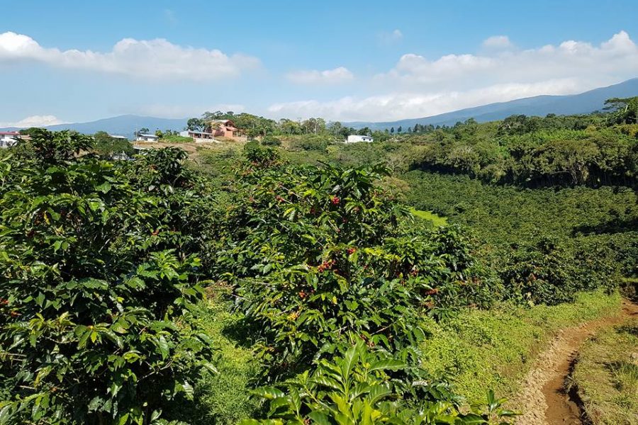 Voyage de pêche au Costa Rica
