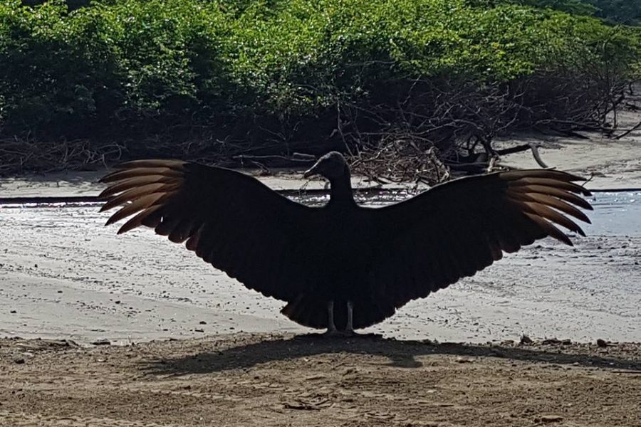 Voyage de pêche au Costa Rica