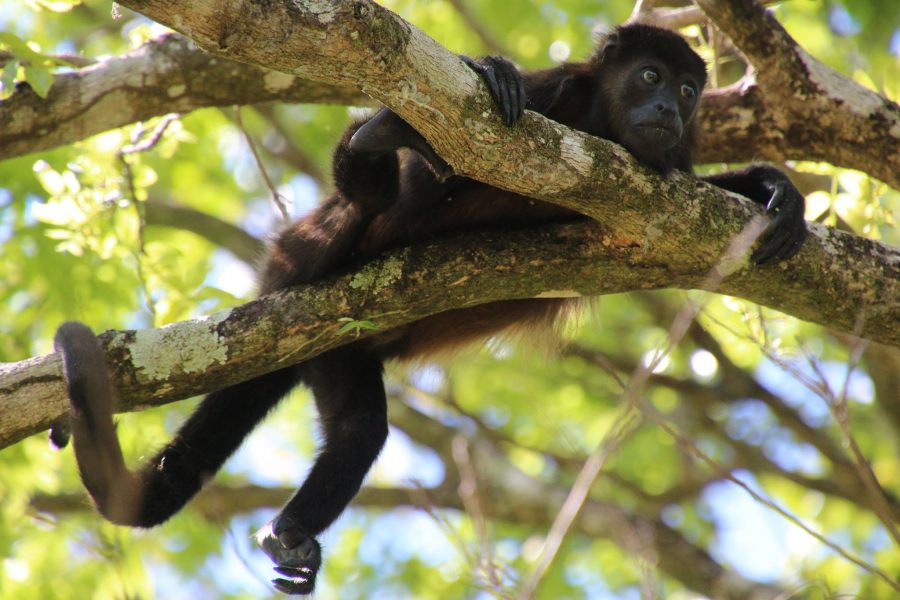 Voyage de pêche au Costa Rica