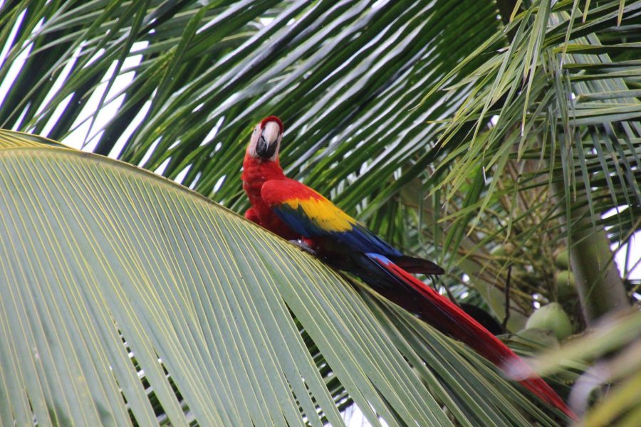 Voyage de pêche au Costa Rica