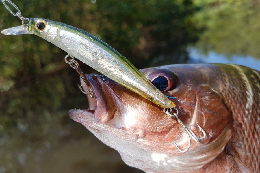 Semaine de pêche en Guadeloupe