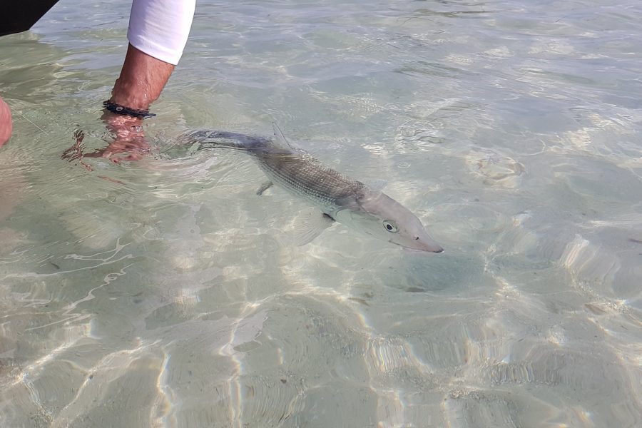 Ouverture de la pêche du Bone-Fish en Guadeloupe
