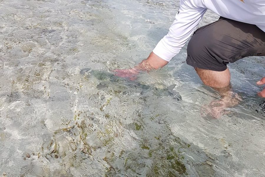 Ouverture de la pêche du Bone-Fish en Guadeloupe