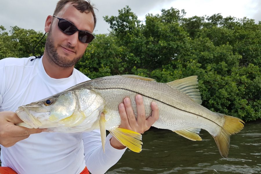 Pêche du Snook à vue dans la mangrove