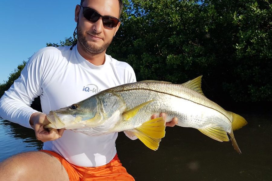 Pêche du Snook à vue dans la mangrove