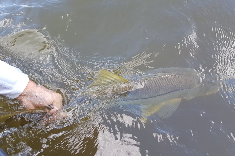 Pêche du Snook à vue dans la mangrove