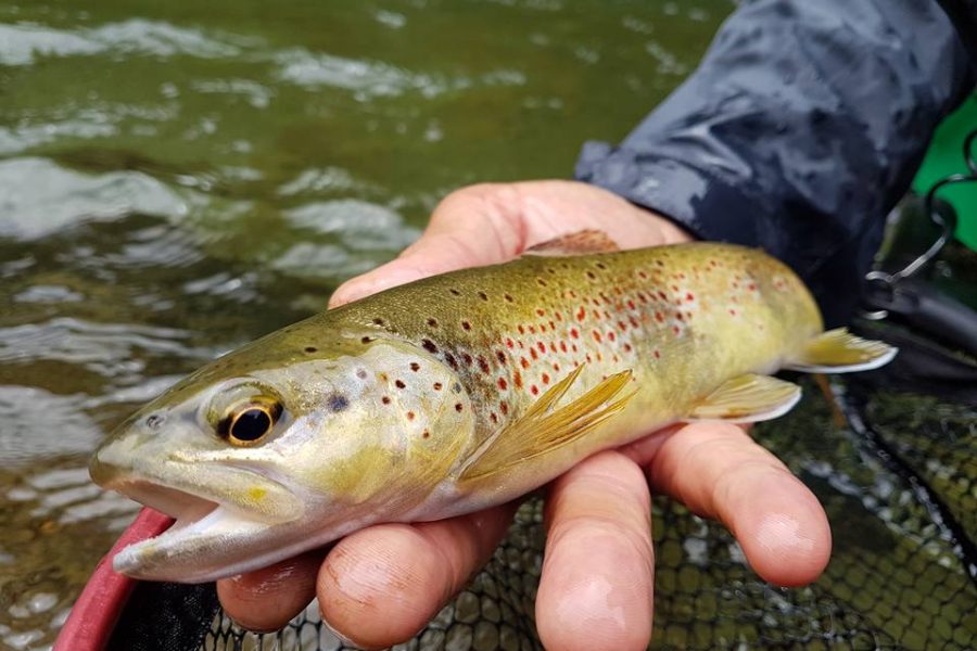 Pêche avec Pyrénées Pêche