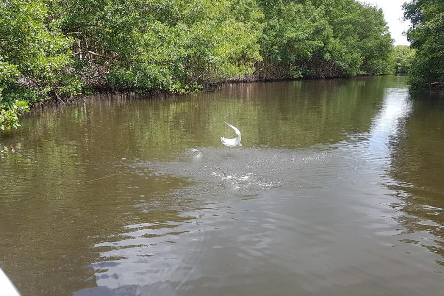 Le ferrage des Baby Tarpons se fait avec le cœur
