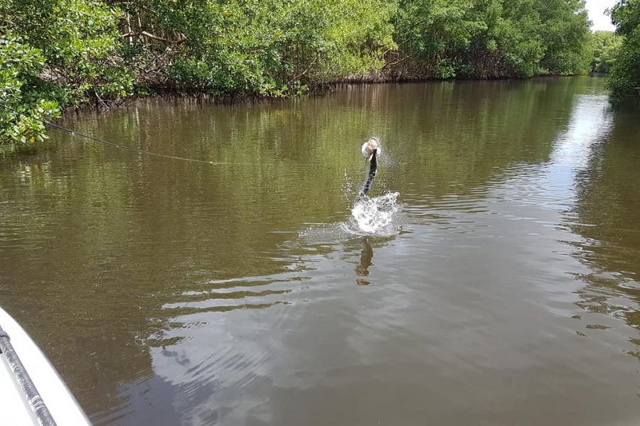 Le ferrage des Baby Tarpons se fait avec le cœur