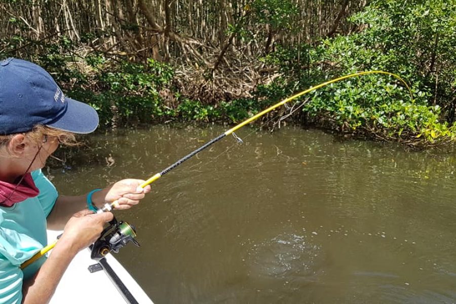 Jolie Tarpon de mangrove
