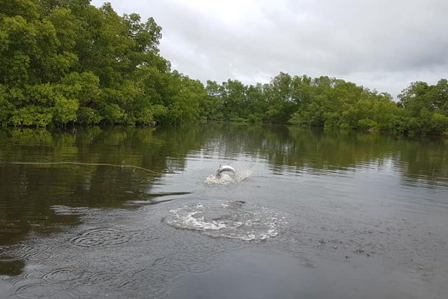 Fly fishing en Guadeloupe à la recherche des Tarpons