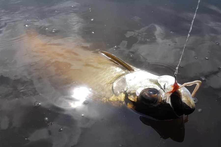 Fly fishing en Guadeloupe à la recherche des Tarpons