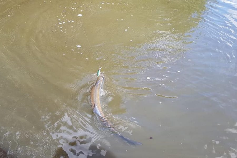 Jolie Tarpon de mangrove