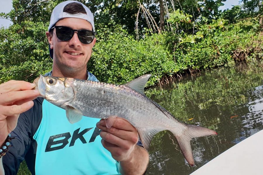 À la recherche des babys tarpons