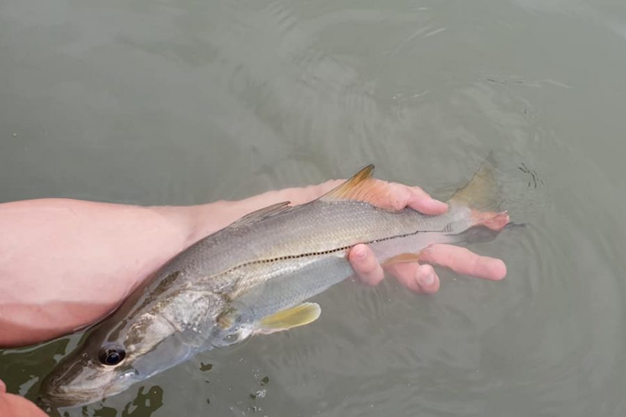 À la recherche des babys tarpons