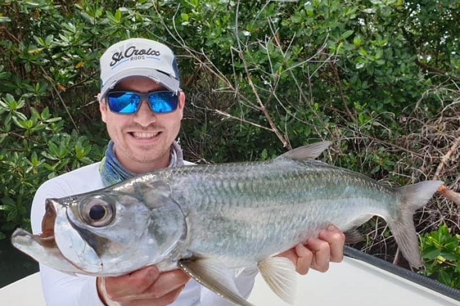 Baby tarpon à vue en 4 leçons.